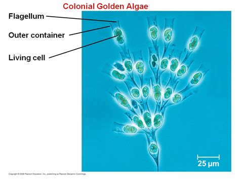 Photosynthetic Protists