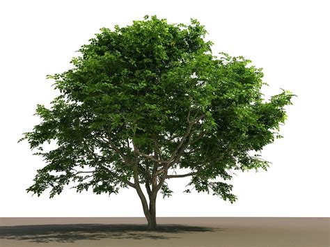 Philippine Native Bani Tree 3D model | CGTrader