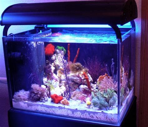 ZIA S Display Refugium Tank Shots Nano Reef Community