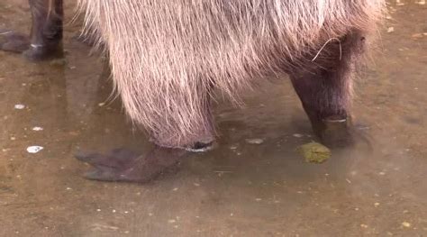 Why Do Capybaras Poop in Water and Why They Eat Their Poop?