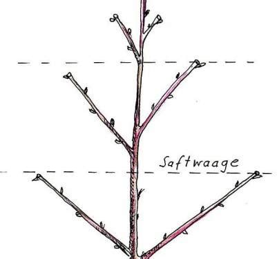 Apfelbaum Schneiden Einfache Tipps F R Anf Nger