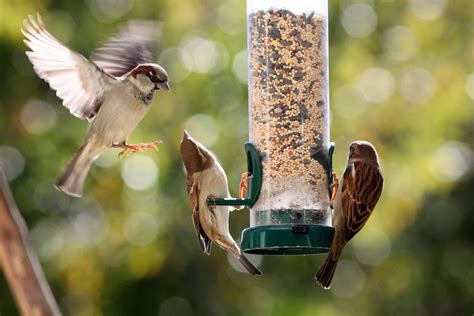 Keep Your Garden Birds Healthy