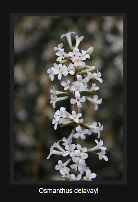 Osmanthus delavayi – Singing Tree Gardens Nursery