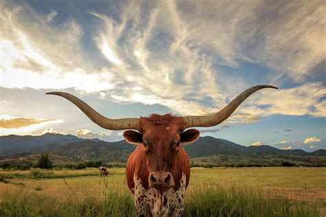 Heber Longhorn Sunset Photograph by Wasatch Light - Fine Art America