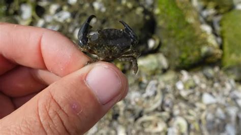 How To Catch Mud Crabs For Sheepshead Fishing Youtube