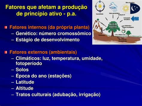 Ppt Curso De Plantas Medicinais Powerpoint Presentation Free