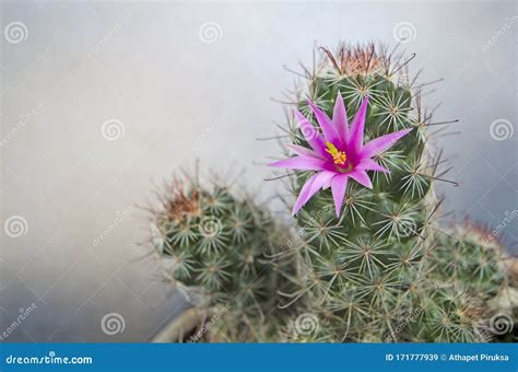 Beautiful Pink Flower Of Mammillaria Sphacelata Cactus Stock Image