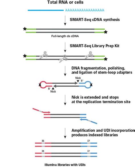 单细胞mrna全长分析smart Seq Mrna Single Cell Lp And Smart Seq Mrna Single Cell