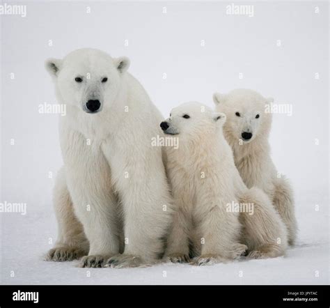 Polar bear with a cubs in the tundra. Canada Stock Photo - Alamy