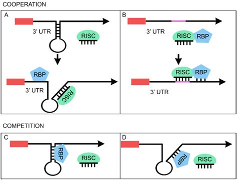 Biomolecules Free Full Text Rna Binding Proteins In The Regulation