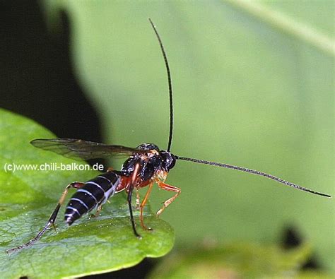 Ichneumonidae Sp Unbekannte Schlupfwespen Teil