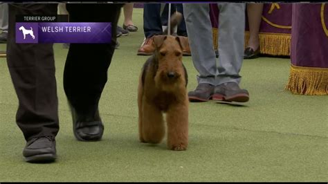 Welsh Terriers Breed Judging 2023 YouTube