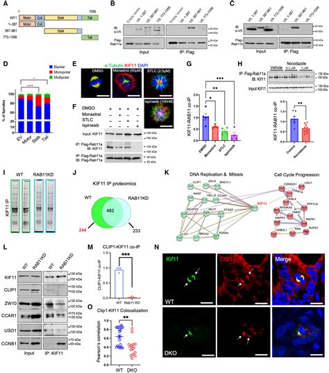 RAB11A And RAB11B Control Mitotic Spindle Function In Intestinal