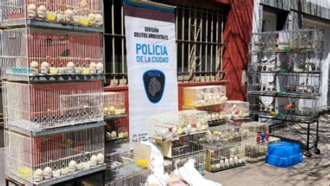 Clausuran Criadero Ilegal De Aves En Villa Luro Vet Market