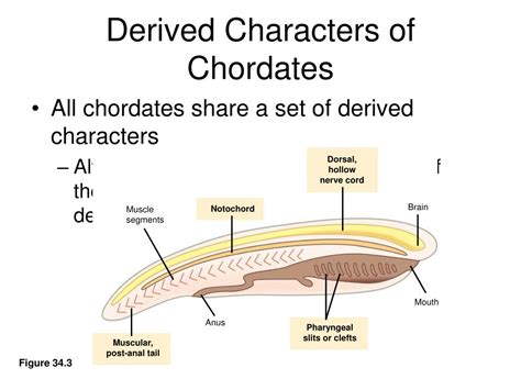 PPT - A hypothetical phylogeny of chordates PowerPoint Presentation, free download - ID:6886925