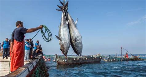 Pesca Finalmente Raggiunto Il Target Di Spesa Feamp Calabria