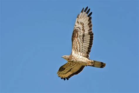 Strait of Gibraltar - Honey Buzzard Migration - Naturetrek