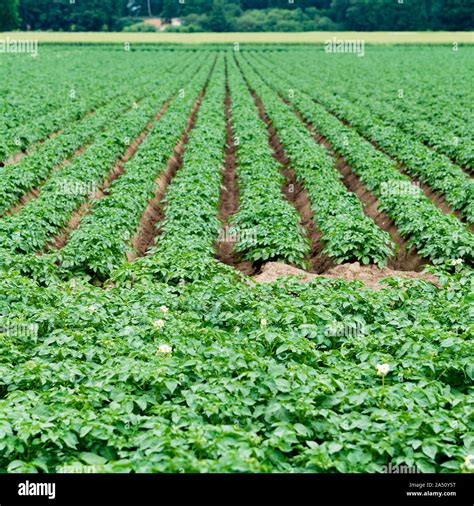 Potatoes Plantations Grow In The Field Vegetable Rows Farming