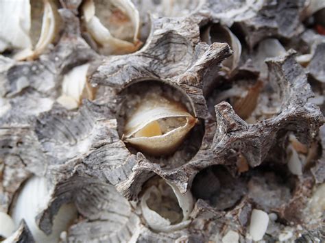 Martesia Striata Bivalves In Wood Borings Driftwood On Ma Flickr