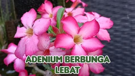 Rahasia Adenium Jadulan Berbunga Rimbun Kunci Agar Tanaman Hias