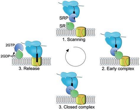 Full Article The Sec Translocon Mediated Protein Transport In