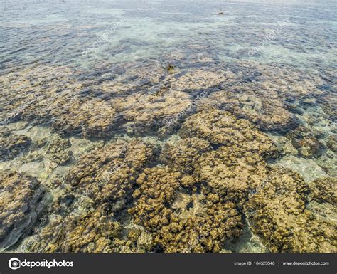 Los Arrecifes De Aguas Poco Profundas Se Deterioran Fragmentos De