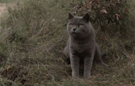 pet sematary cat name - Associated Himself E-Zine Photographs