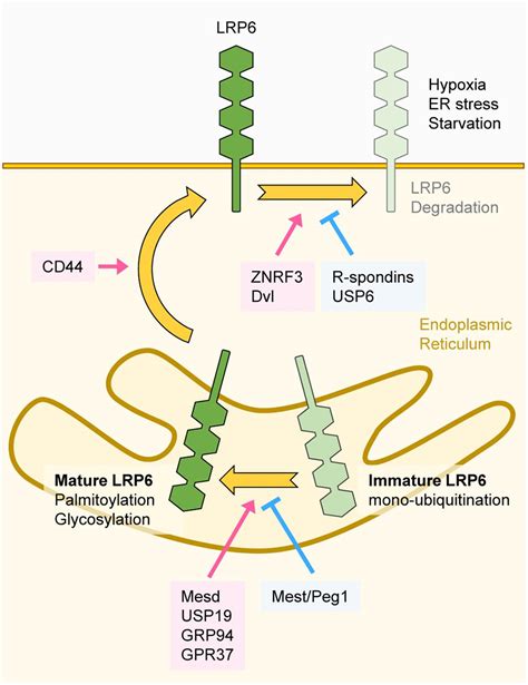 Frontiers Regulation Of The Low Density Lipoprotein Receptor Related