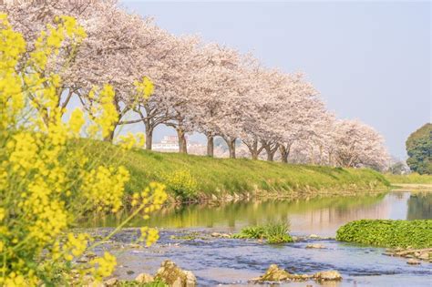 2020年の桜に逢いたい♪ 九州のさくら名所3選季節・暮らしの話題 2020年03月05日 日本気象協会 Tenkijp