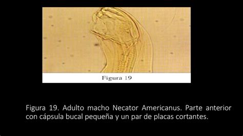 Microbiología Uncinarias Necator Americanus