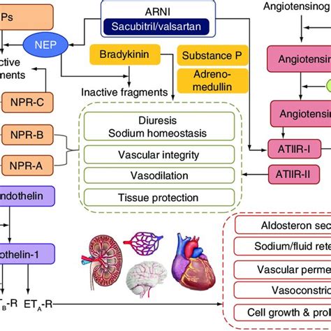 PDF Shift Of Conventional Paradigm Of Heart Failure Treatment From