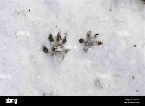 Rat Tracks In Snow Identification