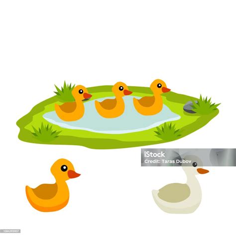 Bebek Di Kolam Ayam Berenang Di Danau Hewan Di Hutan Dan Liar Ilustrasi