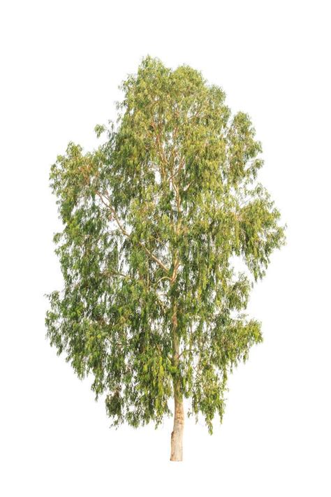 Eucalyptus Tree Tropical Tree Isolated On White Stock Image Image Of