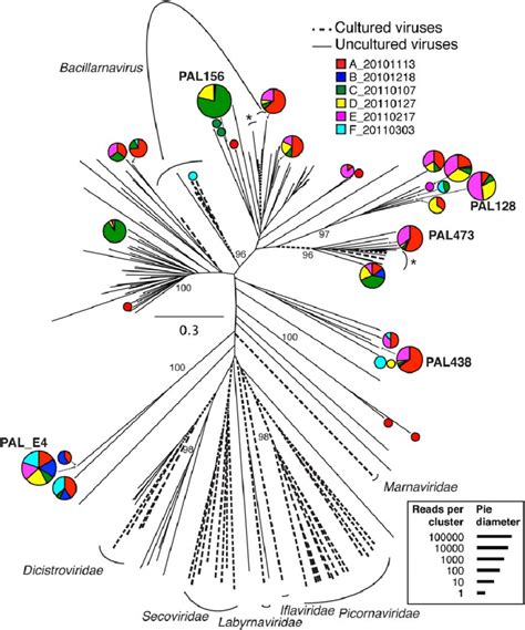 Rdrp Phylotypes This Unrooted Phylogenetic Analysis Maximum