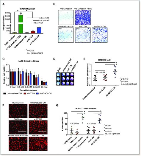 Conditioned Medium From Hdac Depleted Cmcs Exhibit Altered Paracrine