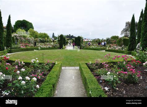 People visiting beautiful landscape of roses in Trevor Griffiths Public ...