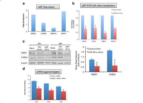 Mir 451a Inhibition Increases Tumor Cell Proliferation And Clonogenic