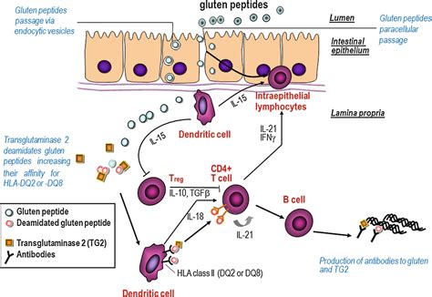 MiRNAs And Their Role In The Pathogenesis Of Celiac Disease A Review