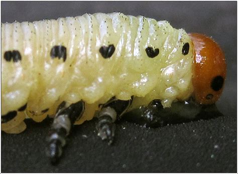 Symphyta Diprion Pini Common Pine Sawfly