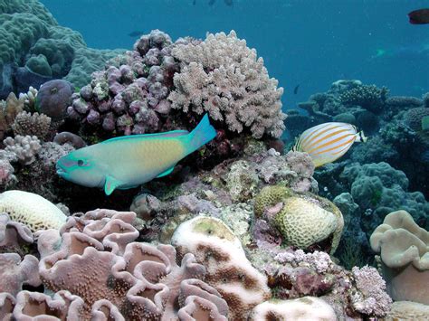 Snorkel the Great Barrier Reef - Great Adventures Cruises | Great ...