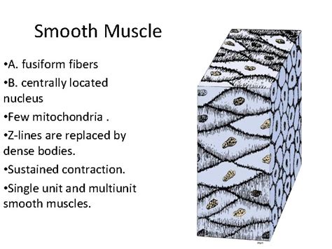 Smooth Muscle Smooth Muscle A Fusiform Fibers B