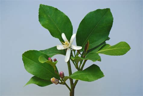 Pourquoi Mon Citronnier Ne Fleurit Pas La Culture Des Citronniers