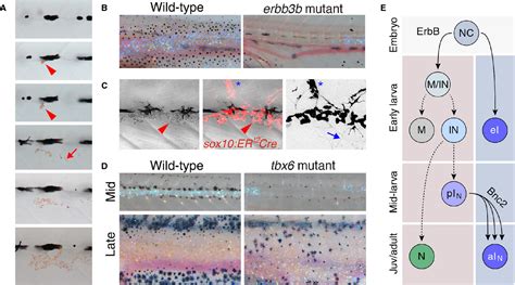 Origins Of Adult Pigmentation Diversity In Pigment Stem Cell Lineages