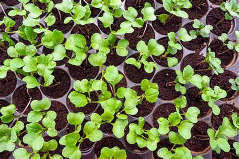 Bok Choy Spacing How Far Apart To Plant Gardener’s Path