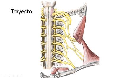 Nervio Accesorio XI Relaciones orígenes trayecto YouTube