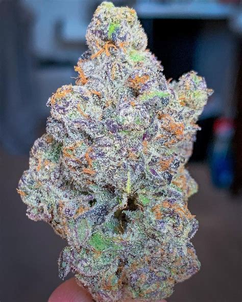 Strain Review Apple Fritter By Dynasty Collective The Highest Critic