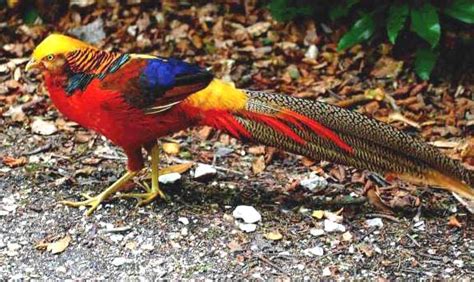 Sana Pets Golden Pheasant