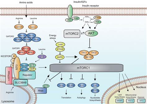 Upstream And Downstream Of Mtorc1 And Mtorc2 The Signaling Network Of