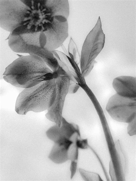 Hellebores By Hannah Earnshaw In 2024 Eyes Artwork Dreamy Photography Ethereal Aesthetic